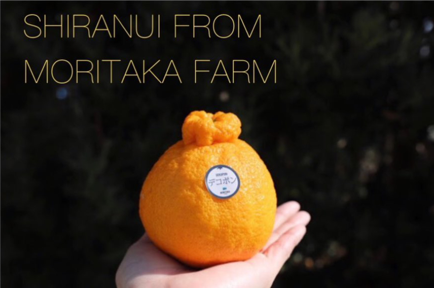 食べ比べ】5種類のみかんがぎっしり！味自慢の晩柑セット2.5kg